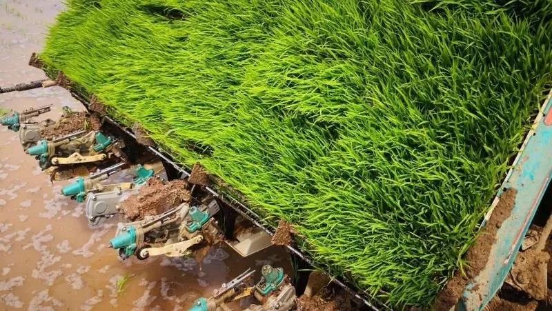 《图说三夏》| 插秧——种大米