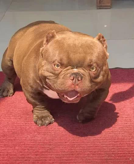 恶霸犬小时候还是挺可爱的后来只是长歪了是只忠贞不渝的狗子