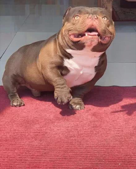 恶霸犬小时候还是挺可爱的后来只是长歪了是只忠贞不渝的狗子