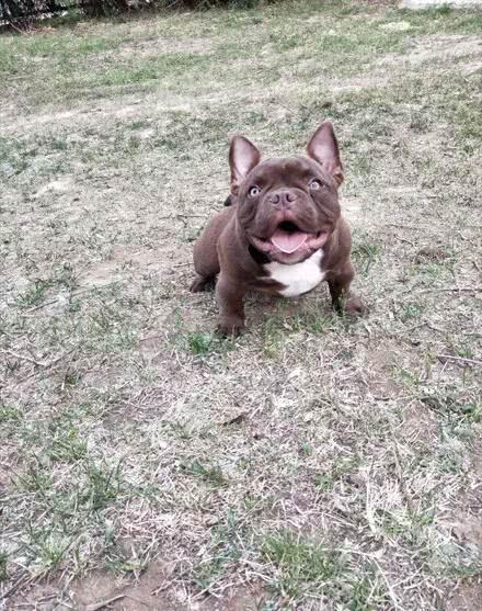 恶霸犬小时候还是挺可爱的后来只是长歪了是只忠贞不渝的狗子