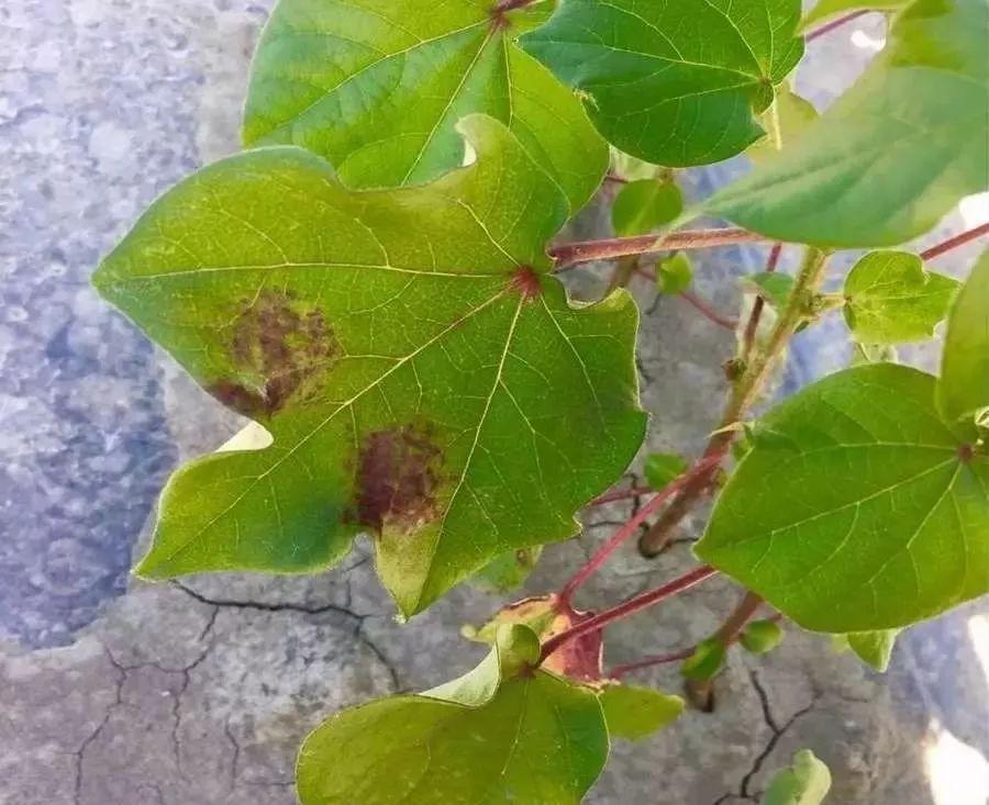 棉花红蜘蛛有哪些杀螨剂及其用药技巧