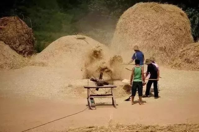 致麦收:穷人家的孩子,要活成一棵麦子__财经头条