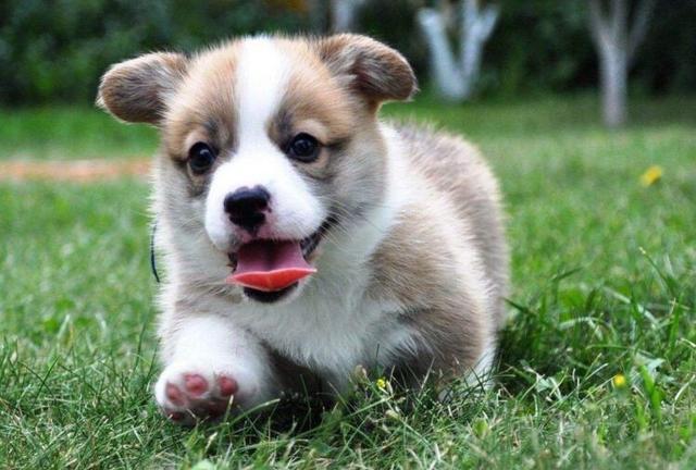 柯基犬为什么不吃狗粮?都是因为你对它太过宠