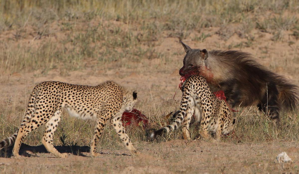 打不过可以跑呀,为何猎豹在面对鬣狗抢食物的时候却不敢反抗?