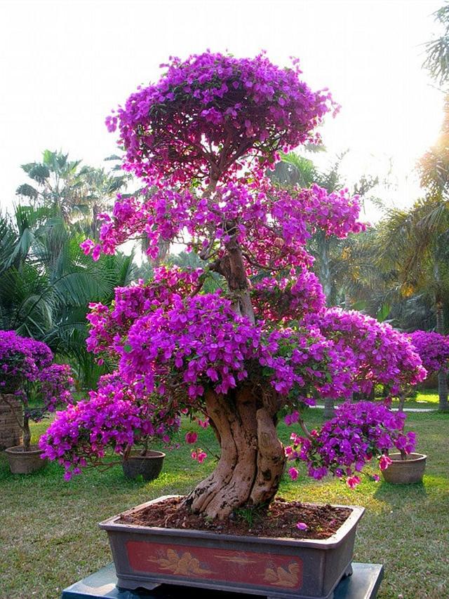 三角梅花谢后这样养来年三角梅开花开满盆