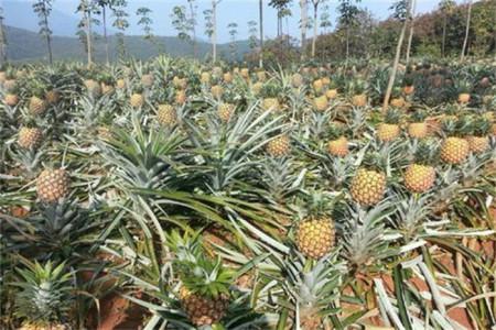 菠萝产地主要在哪个省