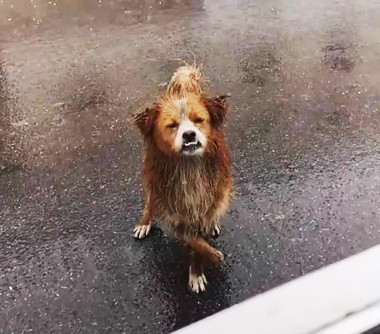 流浪狗|狗狗|举动_新浪新闻