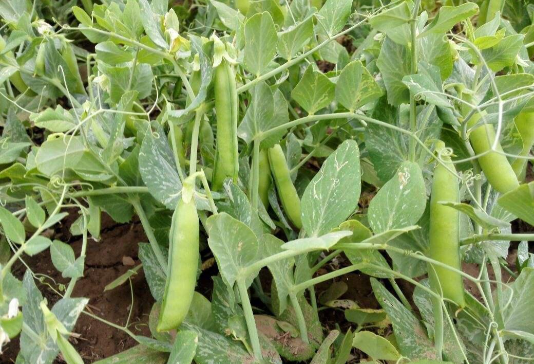 除草工作:在豌豆处在生长的阶段,一定少不了的就是除草的步骤,如果