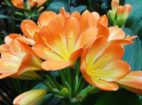 美しい花の画像 上6月花画像 美しい花の画像 上6月花画像