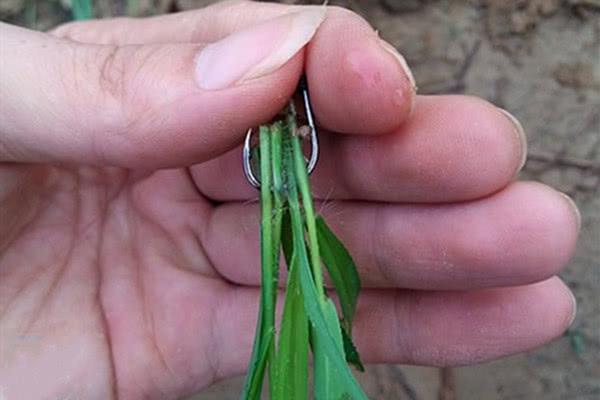 涨知识:串钩可以浮钓草鱼?这是钓鱼老司机也未必知道的大招