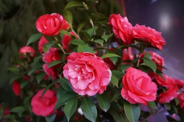 24种花香扑鼻的花卉，随便养几盆都能满屋飘香！|香气|花香|香味_新浪新闻
