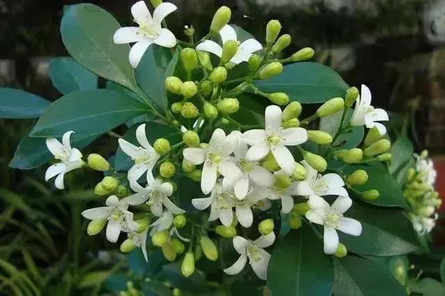 24种花香扑鼻的花卉，随便养几盆都能满屋飘香！|香气|花香|香味_新浪新闻