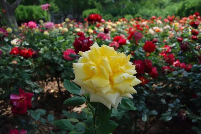 24种花香扑鼻的花卉，随便养几盆都能满屋飘香！|香气|花香|香味_新浪新闻