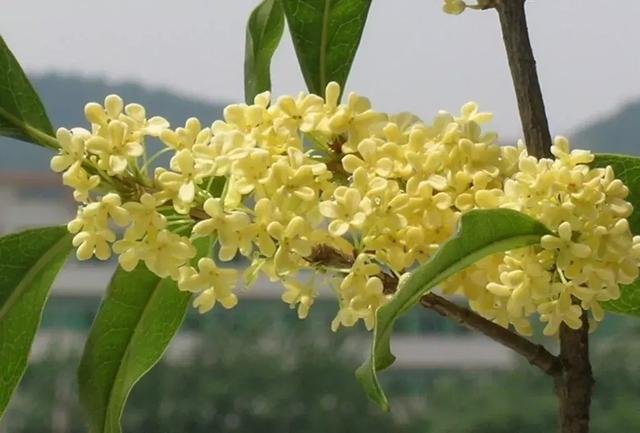 24种花香扑鼻的花卉，随便养几盆都能满屋飘香！|香气|花香|香味_新浪新闻