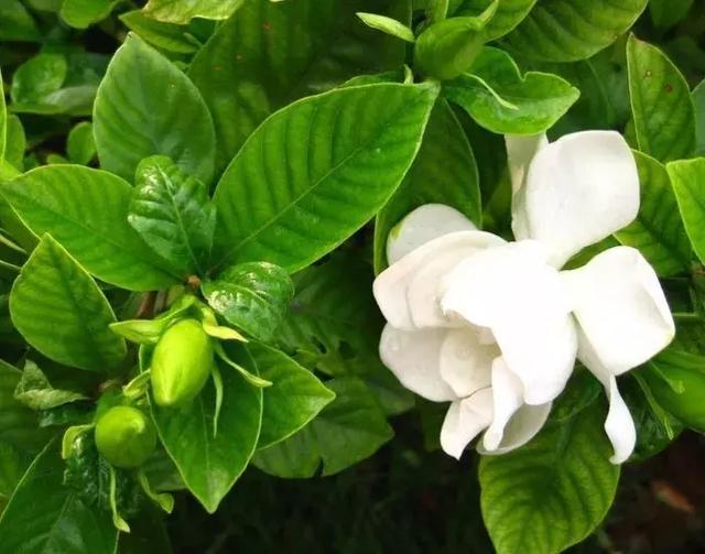 24种花香扑鼻的花卉，随便养几盆都能满屋飘香！|香气|花香|香味_新浪新闻
