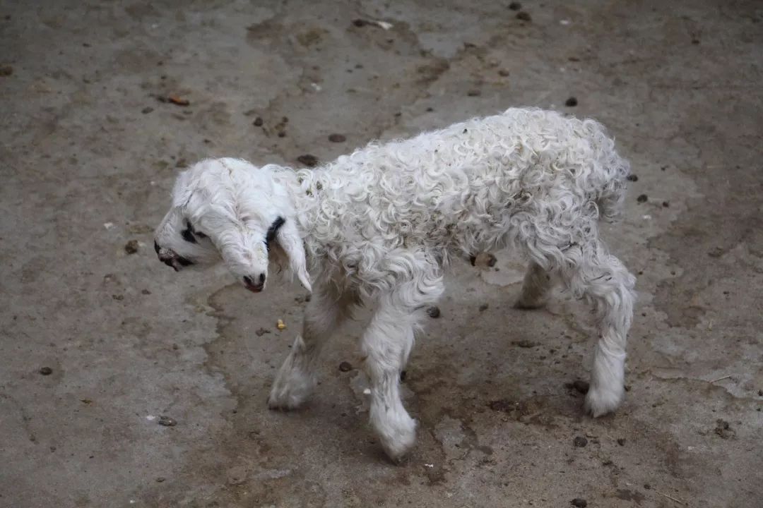 【关注】惊呆啦!准格尔旗一村民家母羊生下一只双头羊
