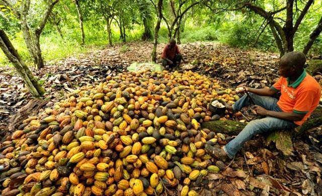 可可和咖啡是科特迪瓦的支柱产业,种植面积占全国可耕地面积的60%