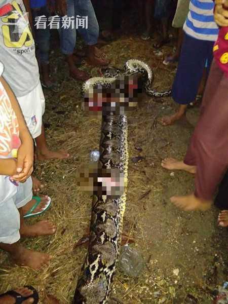 印度尼西亚近日发生巨蟒杀人事件,一名女子遭7米长的蟒蛇缠身,三名过