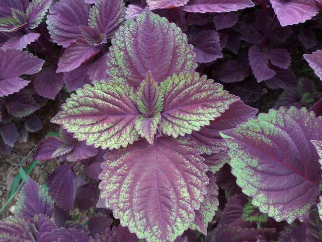这野生植物生紫叶片,做肉的时候来一点,肉味鲜美作用多