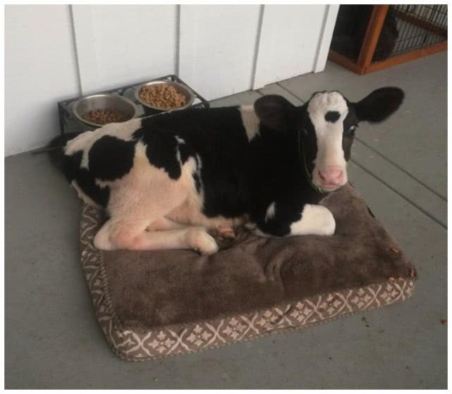 奶牛被主人当宠物养它渐渐迷失了自我把自己当成一条狗