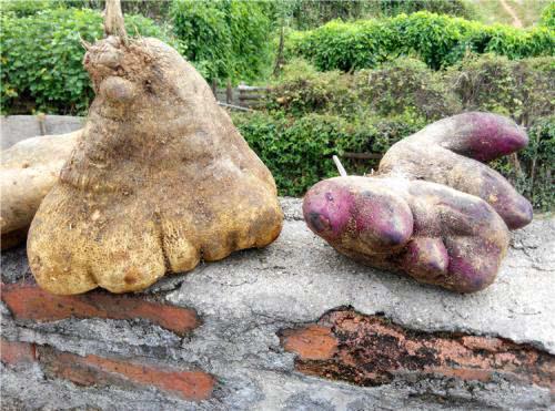 农村一种"脚板薯",长个怪模样,肾,肺,脾虚,吃它都有补益