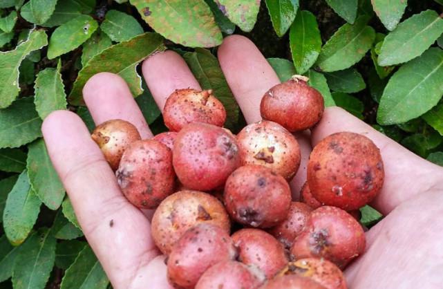 一种野果专长地上,农村人称它"野地瓜",不仅能吃价值还不小