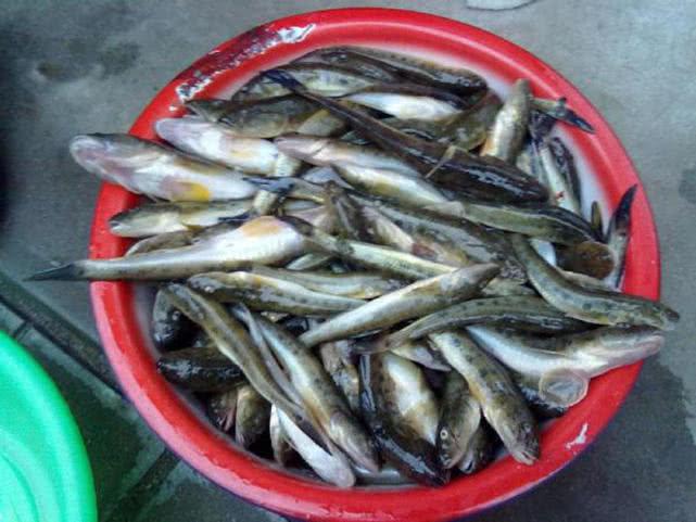 盐沟里钓"光鱼",体形似胡萝卜,有点虎头蛇尾的感