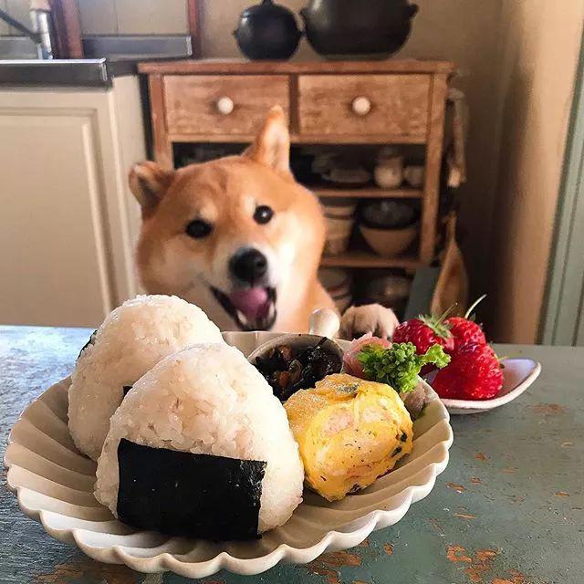 又想骗我养狗柴犬陪主人吃饭的照片火了