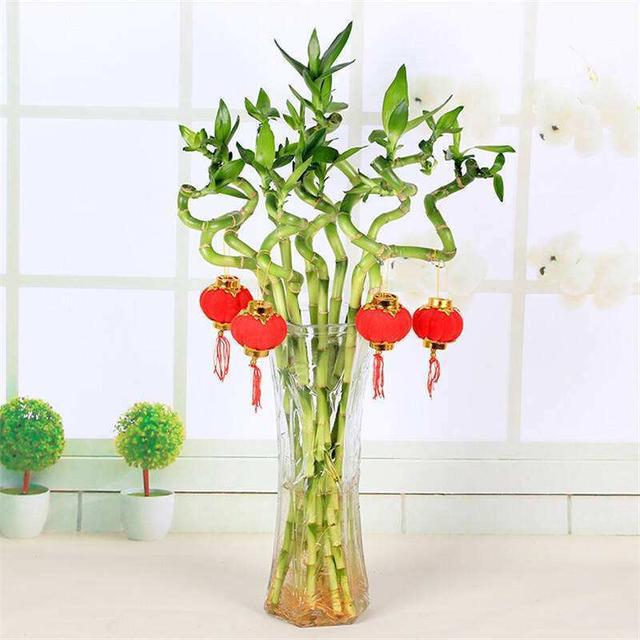 家养富贵竹,"位置"很重要,这4个位置最适合,提高家庭品位