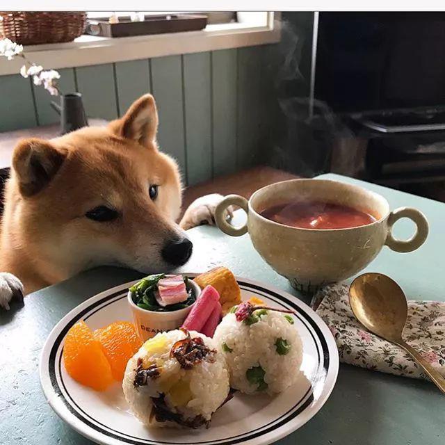 又想骗我养狗柴犬陪主人吃饭的照片火了