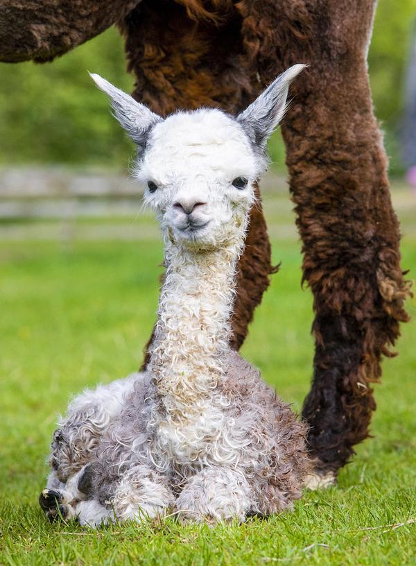 英国农场迎来"玫瑰灰"羊驼宝宝 吐舌卖萌超可爱