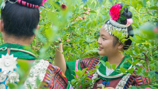 产业扶贫新成果 本来生活与茅台合作用蓝莓酿酒|丹寨|蓝莓|农产品