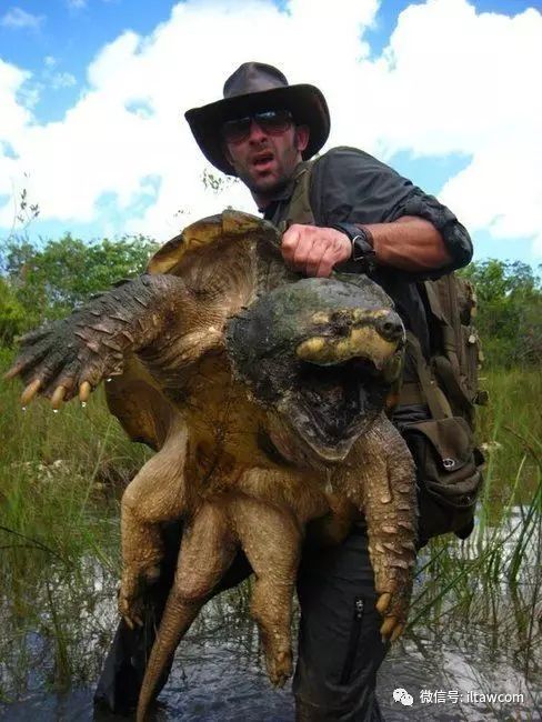 动物世界大鳄龟