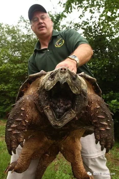 成年大鳄龟背甲长度35