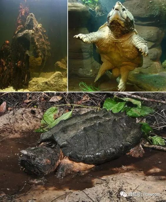 动物世界大鳄龟