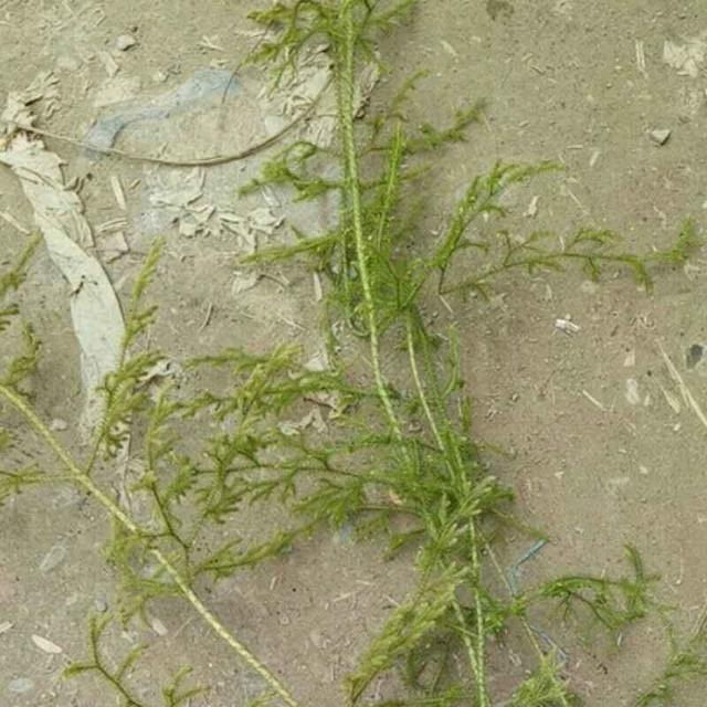 这野草人称伸筋草,农村随处见,生命力旺盛遇到记得挖,价值高