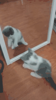 猫咪第一次照镜子,这举动简直萌翻众人