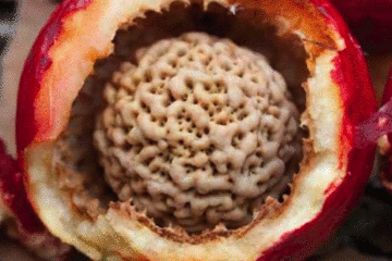 咬一口4000年前的桃子真让人密集恐惧症要犯啊!