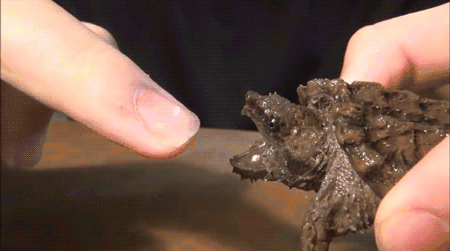 动物世界大鳄龟