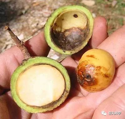 咬一口4000年前的桃子真让人密集恐惧症要犯啊!