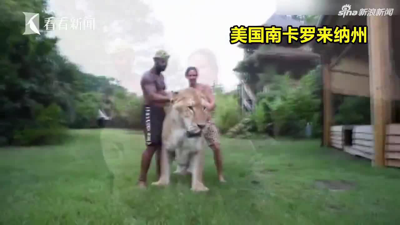 两男子遛638斤巨猫吸睛 网友知其身世掉泪:太惨