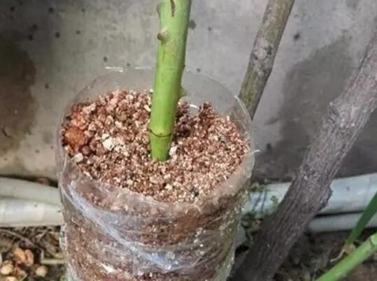 月季扦插最简单方法,水插法只需一个透明塑料瓶即可