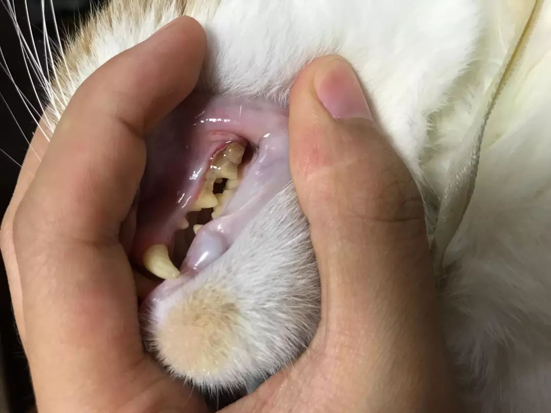 猫咪也会得牙结石,严重时还会危及内脏器官!