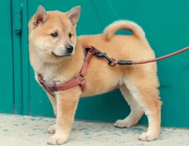 老祖宗选猎犬的方法瓦盖鼻花舌头中间尾