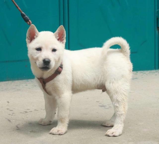 老祖宗选猎犬的方法瓦盖鼻花舌头中间尾