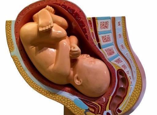 胎儿 入盆 前后 图片图片