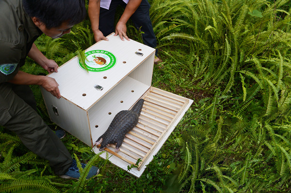 中华穿山甲功能性灭绝之争从常见物种到极度濒危