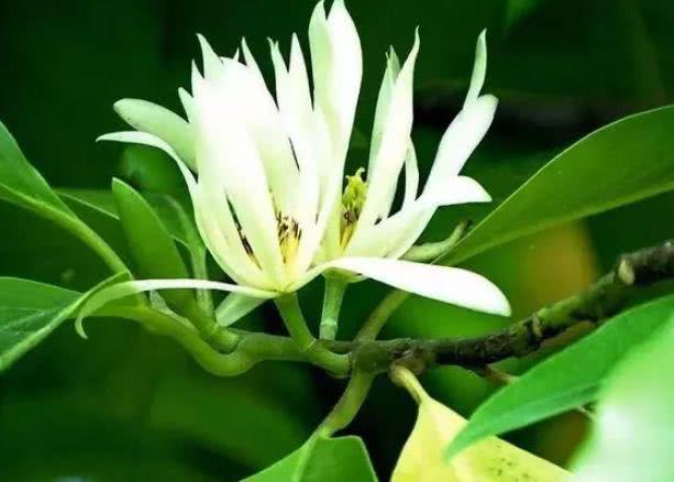 黄桷兰怎么养?牢记3“要素”,叶子不再发黄,开花跟疯了似的|阳台|养护_新浪新闻