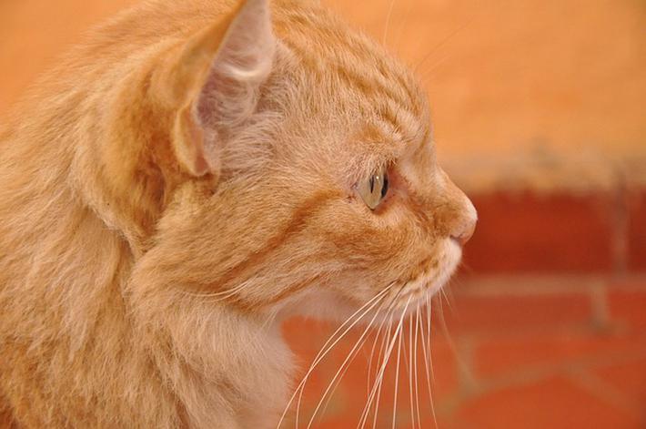 猫有三种血型,却不存在O型血|血型|猫|母猫_新浪新闻