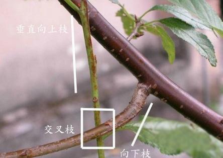 三角梅要想开花多最重要的就是修剪今天来教你剪枝的时间